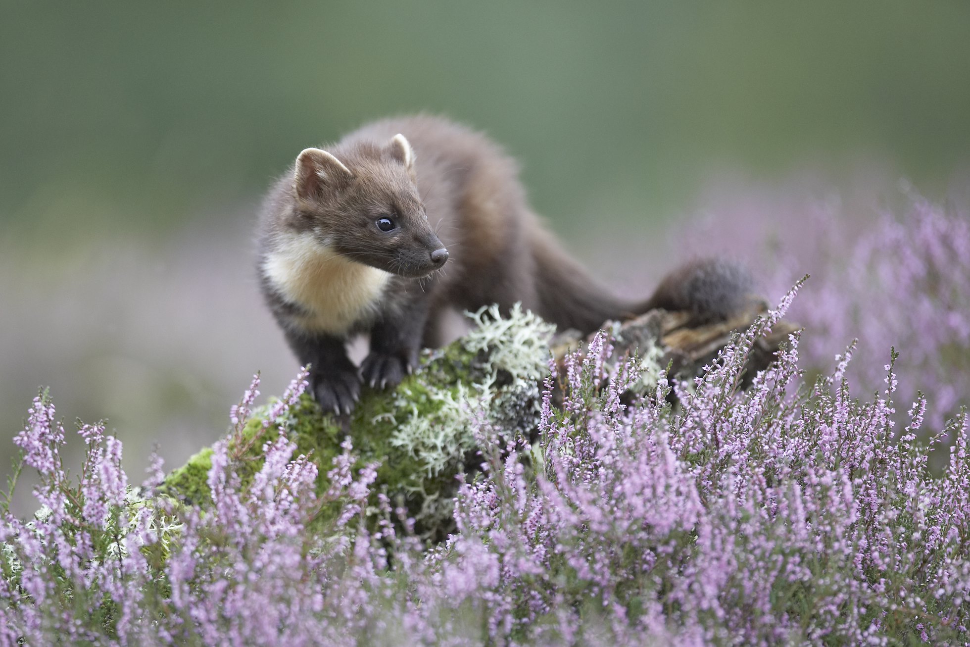 Pine marten (Martes martes) in flowering heather, Scotland.